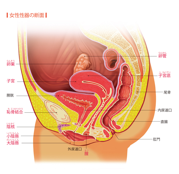 女性性器の断面